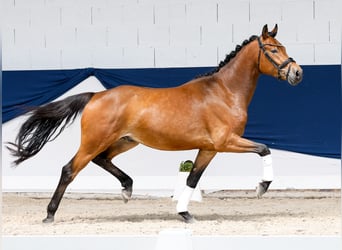 Deutsches Reitpony, Wallach, 3 Jahre, 154 cm, Brauner