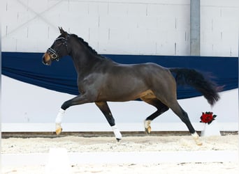 Deutsches Reitpony, Wallach, 3 Jahre, 154 cm, Brauner