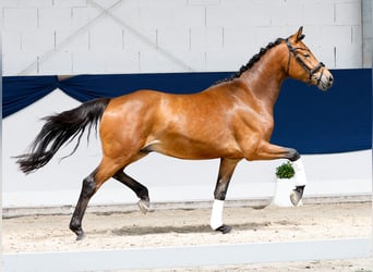 Deutsches Reitpony, Wallach, 3 Jahre, 154 cm, Brauner