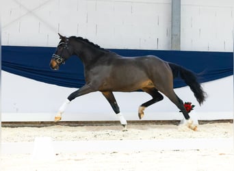 Deutsches Reitpony, Wallach, 3 Jahre, 154 cm, Brauner