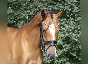 Deutsches Reitpony, Wallach, 3 Jahre, 154 cm, Brauner