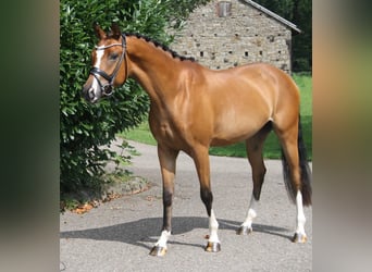 Deutsches Reitpony, Wallach, 3 Jahre, 154 cm, Brauner