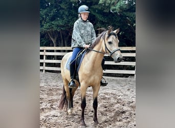 Deutsches Reitpony, Wallach, 3 Jahre, 154 cm, Buckskin