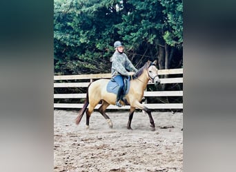 Deutsches Reitpony, Wallach, 3 Jahre, 154 cm, Buckskin