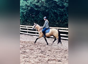Deutsches Reitpony, Wallach, 3 Jahre, 154 cm, Buckskin