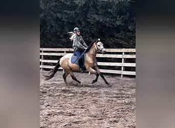 Deutsches Reitpony, Wallach, 3 Jahre, 154 cm, Buckskin