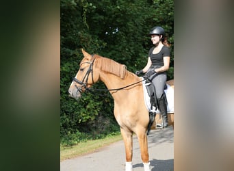 Deutsches Reitpony, Wallach, 3 Jahre, 154 cm, Falbe