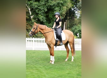 Deutsches Reitpony, Wallach, 3 Jahre, 154 cm, Falbe