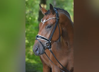 Deutsches Reitpony, Wallach, 3 Jahre, 155 cm, Brauner