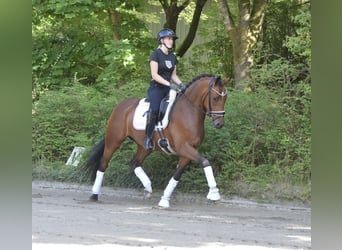 Deutsches Reitpony, Wallach, 3 Jahre, 155 cm, Brauner