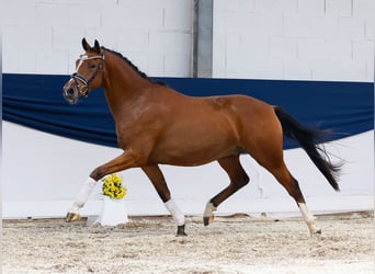 Deutsches Reitpony, Wallach, 3 Jahre, 155 cm, Brauner