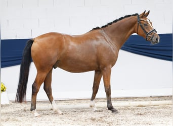 Deutsches Reitpony, Wallach, 3 Jahre, 155 cm, Brauner