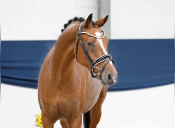 Deutsches Reitpony, Wallach, 3 Jahre, 155 cm, Brauner