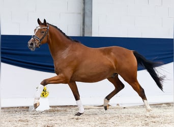 Deutsches Reitpony, Wallach, 3 Jahre, 155 cm, Brauner
