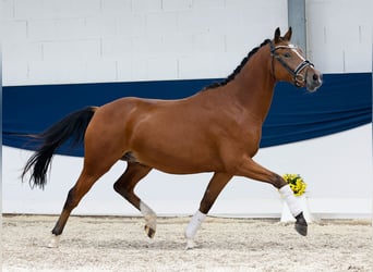 Deutsches Reitpony, Wallach, 3 Jahre, 155 cm, Brauner