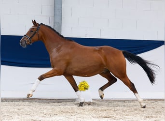 Deutsches Reitpony, Wallach, 3 Jahre, 155 cm, Brauner
