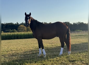 Deutsches Reitpony, Wallach, 3 Jahre, 155 cm, Brauner