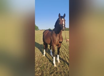 Deutsches Reitpony, Wallach, 3 Jahre, 155 cm, Brauner