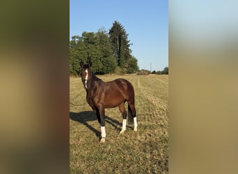 Deutsches Reitpony, Wallach, 3 Jahre, 155 cm, Brauner