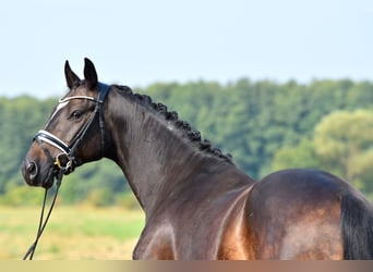 Deutsches Reitpony, Wallach, 3 Jahre, 155 cm, Dunkelbrauner