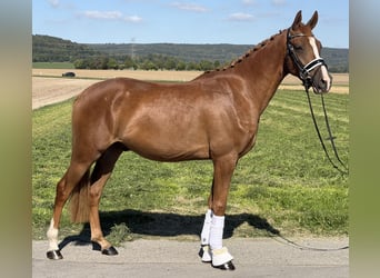 Deutsches Reitpony, Wallach, 3 Jahre, 155 cm, Fuchs