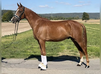 Deutsches Reitpony, Wallach, 3 Jahre, 155 cm, Fuchs