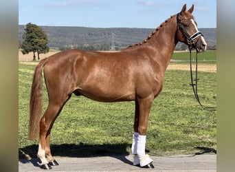 Deutsches Reitpony, Wallach, 3 Jahre, 155 cm, Fuchs