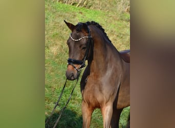Deutsches Reitpony, Wallach, 3 Jahre, 156 cm, Brauner