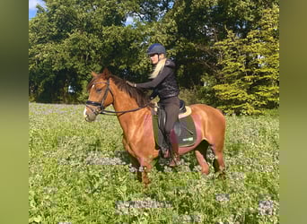 Deutsches Reitpony, Wallach, 3 Jahre, 156 cm, Fuchs