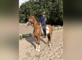 Deutsches Reitpony, Wallach, 3 Jahre, 156 cm, Fuchs