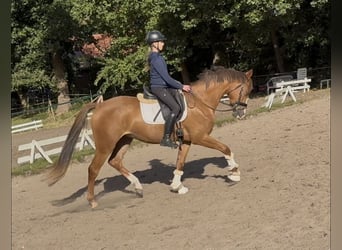 Deutsches Reitpony, Wallach, 3 Jahre, 156 cm, Fuchs