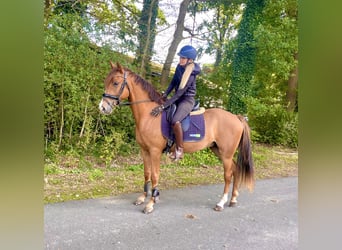 Deutsches Reitpony, Wallach, 3 Jahre, 156 cm, Fuchs
