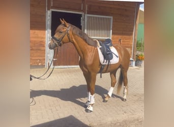 Deutsches Reitpony, Wallach, 3 Jahre, 156 cm, Fuchs