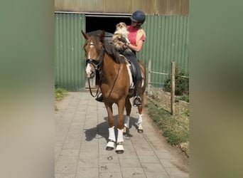 Deutsches Reitpony, Wallach, 3 Jahre, 156 cm, Fuchs