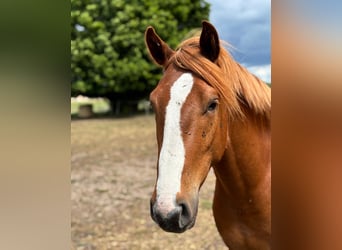 Deutsches Reitpony Mix, Wallach, 3 Jahre, 157 cm, Kann Schimmel werden