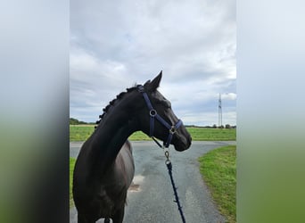 Deutsches Reitpony, Wallach, 3 Jahre, 157 cm, Schwarzbrauner