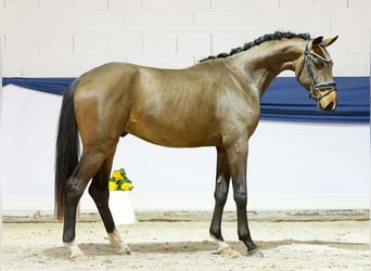 Deutsches Reitpony, Wallach, 3 Jahre, 158 cm, Brauner