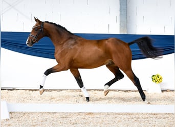 Deutsches Reitpony, Wallach, 3 Jahre, 158 cm, Brauner