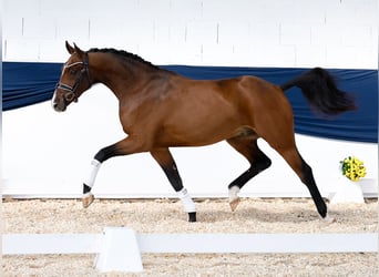 Deutsches Reitpony, Wallach, 3 Jahre, 158 cm, Brauner