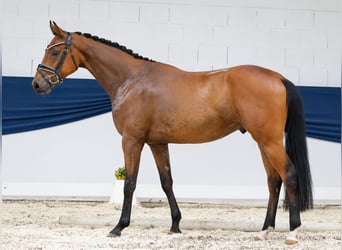 Deutsches Reitpony, Wallach, 3 Jahre, 160 cm, Brauner