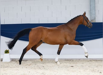 Deutsches Reitpony, Wallach, 3 Jahre, 160 cm, Brauner