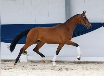 Deutsches Reitpony, Wallach, 3 Jahre, 160 cm, Brauner