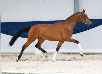 Deutsches Reitpony, Wallach, 3 Jahre, 160 cm, Brauner