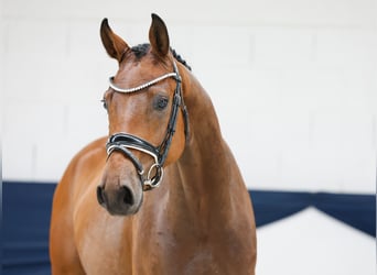 Deutsches Reitpony, Wallach, 3 Jahre, 160 cm, Brauner