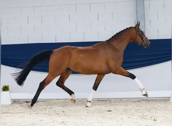 Deutsches Reitpony, Wallach, 3 Jahre, 160 cm, Brauner