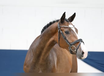 Deutsches Reitpony, Wallach, 3 Jahre, 164 cm, Brauner
