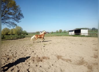 Deutsches Reitpony, Wallach, 3 Jahre