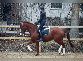 Deutsches Reitpony, Wallach, 3 Jahre, Dunkelfuchs