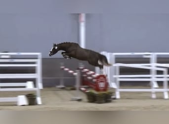 Deutsches Reitpony, Wallach, 3 Jahre, Dunkelfuchs