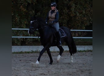 Deutsches Reitpony, Wallach, 3 Jahre